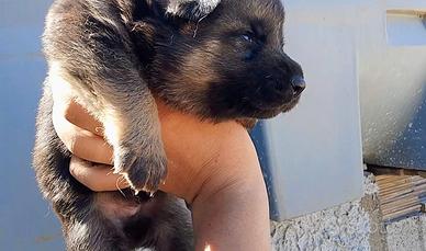 Cuccioli pastore tedesco
