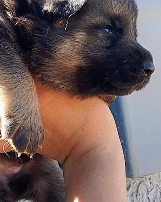 Cuccioli pastore tedesco