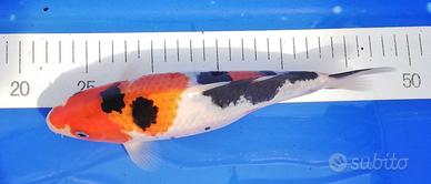 Carpa koi Taisho Sanke