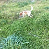 Setter inglese con pedigree