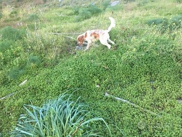 Setter inglese con pedigree