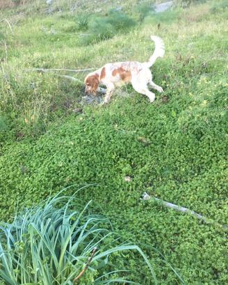 Setter inglese con pedigree