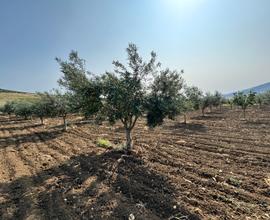 Terreno con uliveto a Valderice