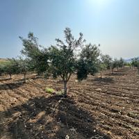Terreno con uliveto a Valderice