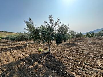 Terreno con uliveto a Valderice
