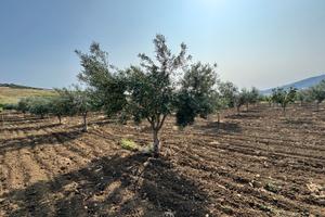 Terreno con uliveto a Valderice