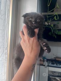Scottish fold nero
