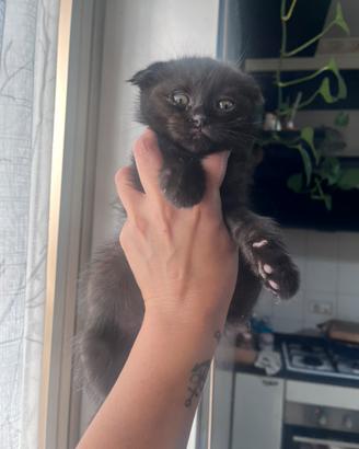 Scottish fold nero