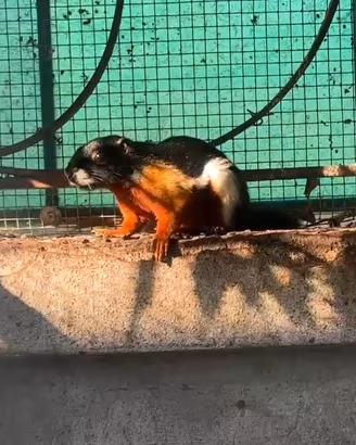 Scoiattolo tricolore
