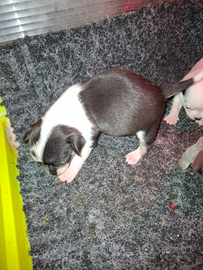 Cuccioli di chihuahua toy