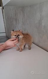 Cuccioli di spitz pomerania micro