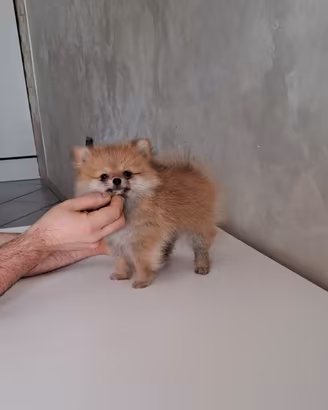 Cuccioli di spitz pomerania micro