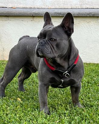 Bulldog Francese BLU x Monta