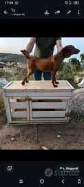 Permuto seg.maremm femmina fulva con pedigree
