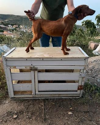 Permuto seg.maremm femmina fulva con pedigree