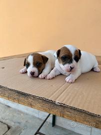 Cuccioli di Jack Russell