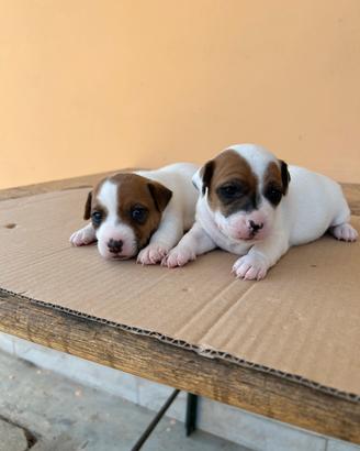 Cuccioli di Jack Russell