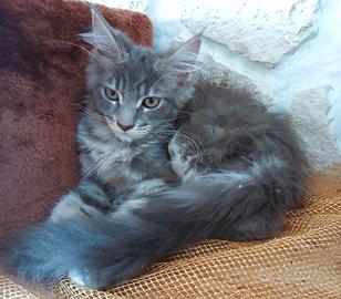 Maine Coon cucciolo con pedigrèe