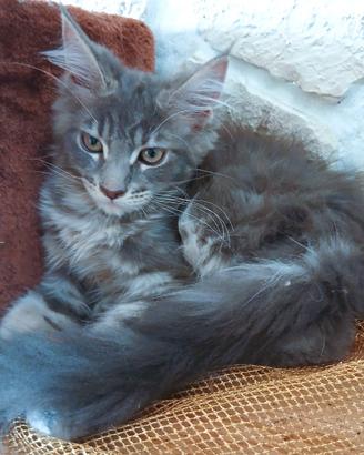Maine Coon cucciolo con pedigrèe