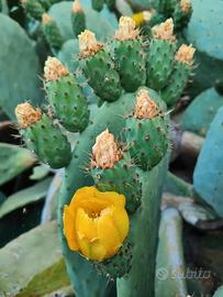 Fiori di ficodindia essiccati (2026)