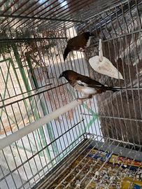 Passeri del giappone