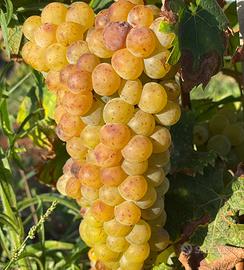 Uva da vino