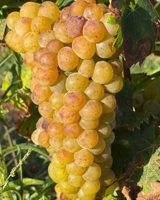 Uva da vino