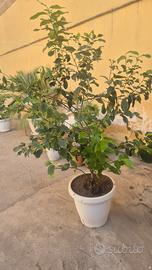 pianta di limone 🍋 