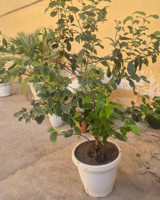 pianta di limone 🍋 