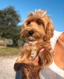Daisy, maltipoo