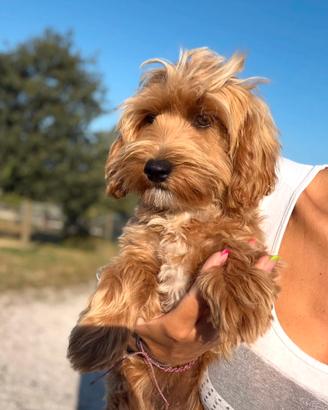 Daisy, maltipoo