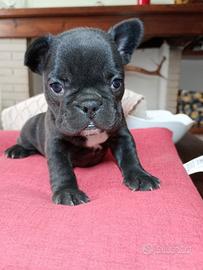 Cuccioli bulldog francese taglia piccola