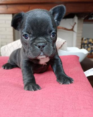 Cuccioli bulldog francese taglia piccola