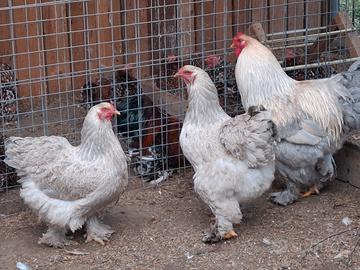 Materiale da incubare