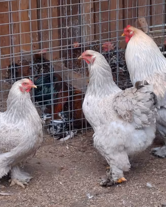 Materiale da incubare