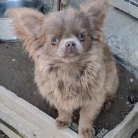 Cucciola di chihuahua con pedigree