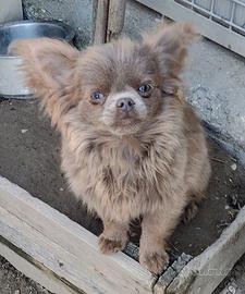 Cucciola di chihuahua con pedigree