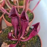 piante carnivore Dionee/ Sarracenie