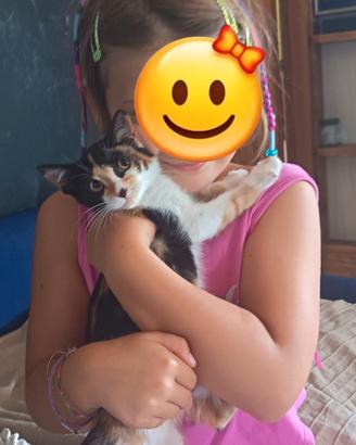 Gattina tricolore