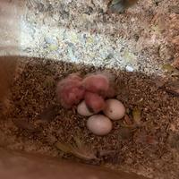 Inseparabili da imebecco