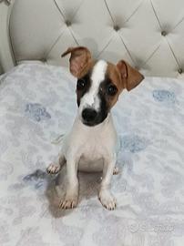 Cucciolo di jack russell