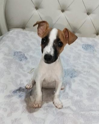 Cucciolo di jack russell