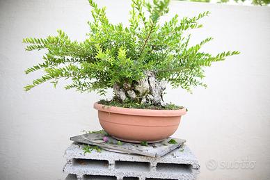 Bonsai di mirto