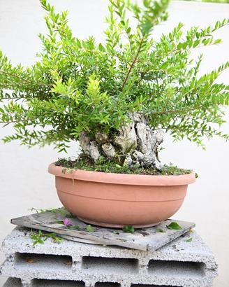 Bonsai di mirto