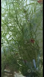 stock 15 piante vere per acquario