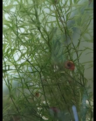 stock 15 piante vere per acquario