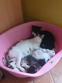  CUCCIOLI DI GATTO METICCI
