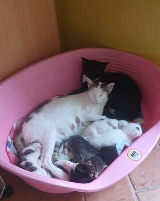 CUCCIOLI DI GATTO METICCI