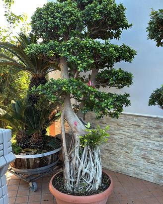 Bonsai ginseng
