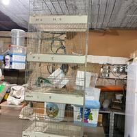 Gabbie con 4 scompartimenti